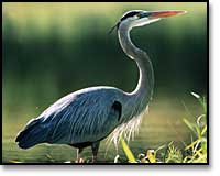 gbheron.jpg gbheron.jpg