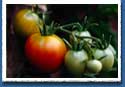 red and green tomatoes