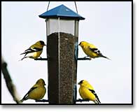 Birds at Feeder