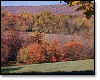 Fall Trees