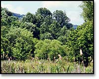 Meadow