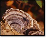 Fungus