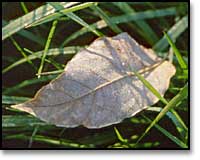 Leaf and Grass
