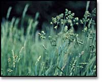 Grass