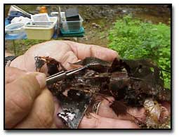 Researcher examining a leaf