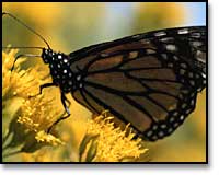 Monarch Butterfly