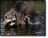 Raccoons