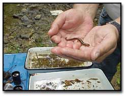 Salamander