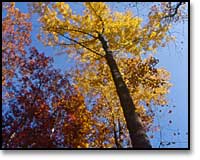 Tops of trees